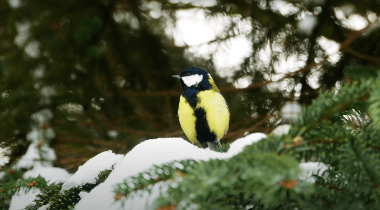 Kilka porad jak pomagać ptakom w zimie
