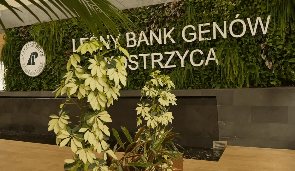 leśny bank genów w kostrzycy