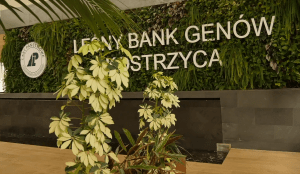 leśny bank genów w kostrzycy