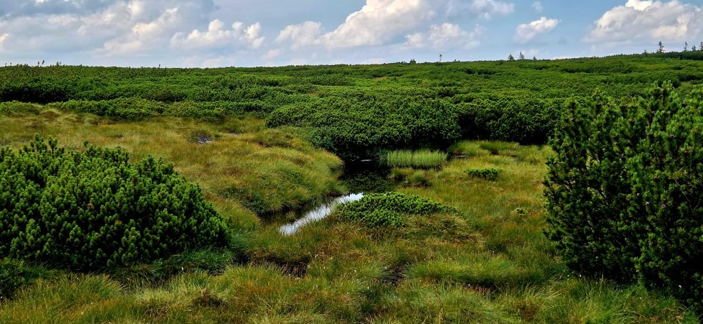 torfowiska wysokie w Karkonoszach – niezwykle cenne środowiska botaniczne z wieloma endemicznymi gatunkami