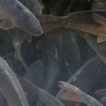 karp spod Karkonoszy - świeża ryba na wigilijny stół prosto od rybaka