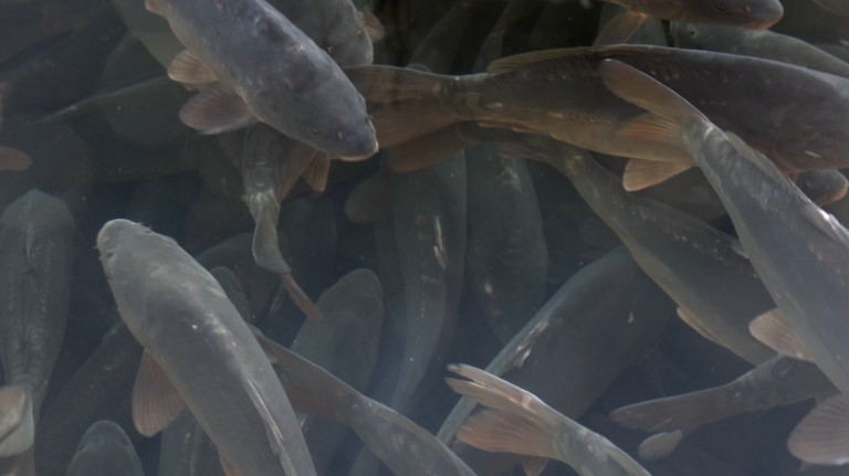 karp spod Karkonoszy - świeża ryba na wigilijny stół prosto od rybaka