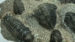 Wystawa trylobitów: Odkryj tajemnice rycerzy pradawnych mórz w Jeleniej Górze