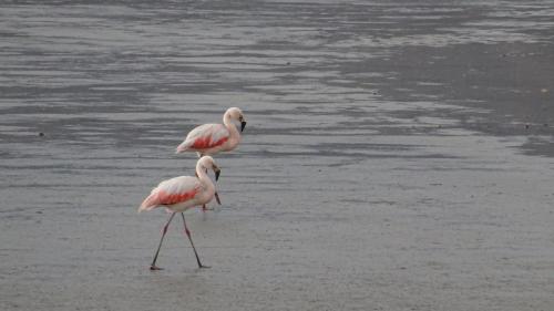 flamingi w Laguna de Salinas 